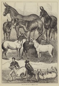 Mule and Donkey Show at the Crystal Palace by Percy Macquoid